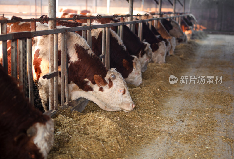 养牛场牛栏里的牛在吃饲料