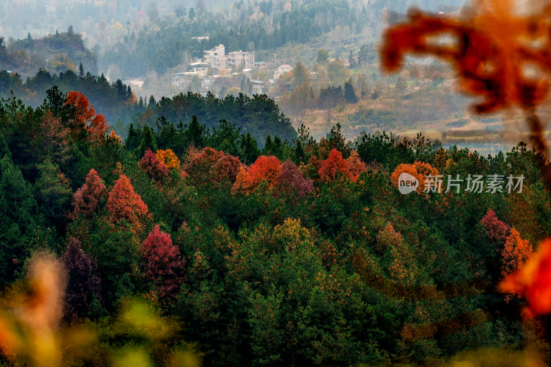 重庆酉阳：万木镇的枫叶红透了