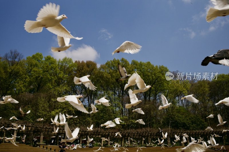 南京音乐台鸽子