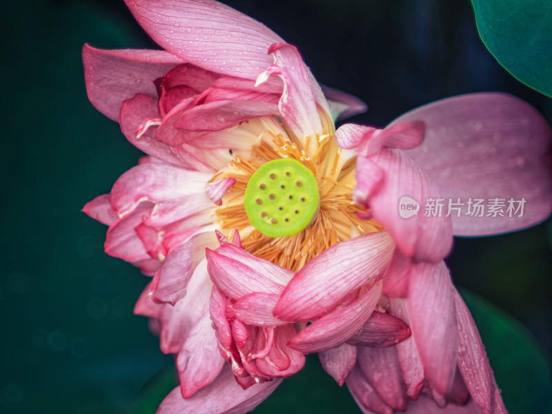 夏天雨后荷花