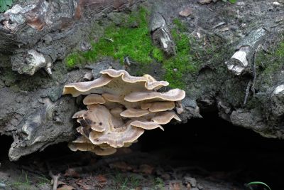 野生菌蘑菇生长环境菌类山菌野生菌