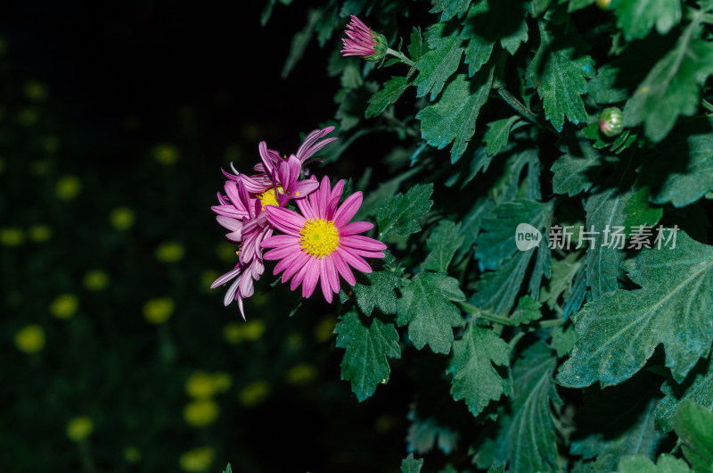 粉色菊花特写展现花卉自然之美