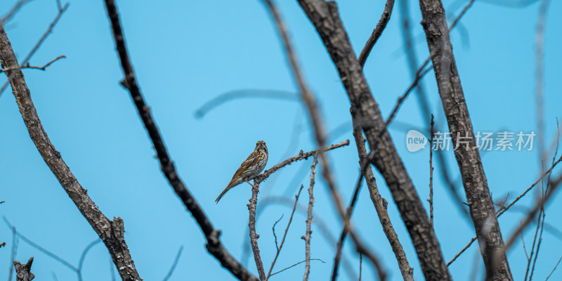 黄眉鹀（Emberiza chrysophrys）