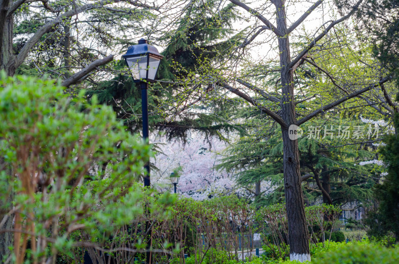 青岛中山公园春日风景