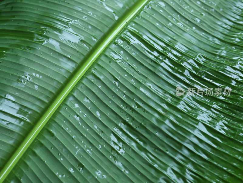 春天绿色的树叶叶子和雨滴水滴露水