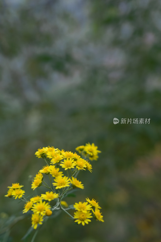 秋天霜降菊花黄色寒冷自然风景故乡思念