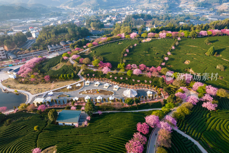 福建龙岩永福台品樱花茶园