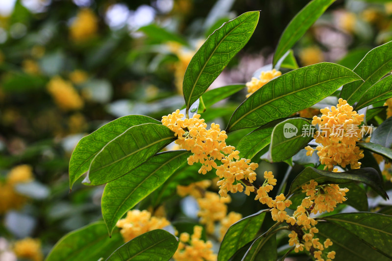 金桂花枝背景素材