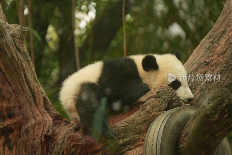 大熊猫幼崽慵懒趴树干上的可爱模样