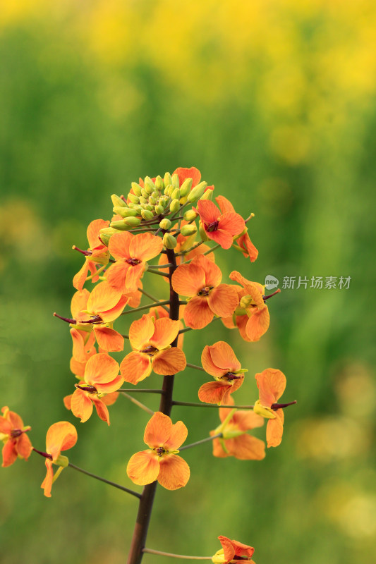 春天多彩的油菜花盛开