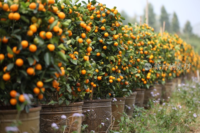柑橘种植园