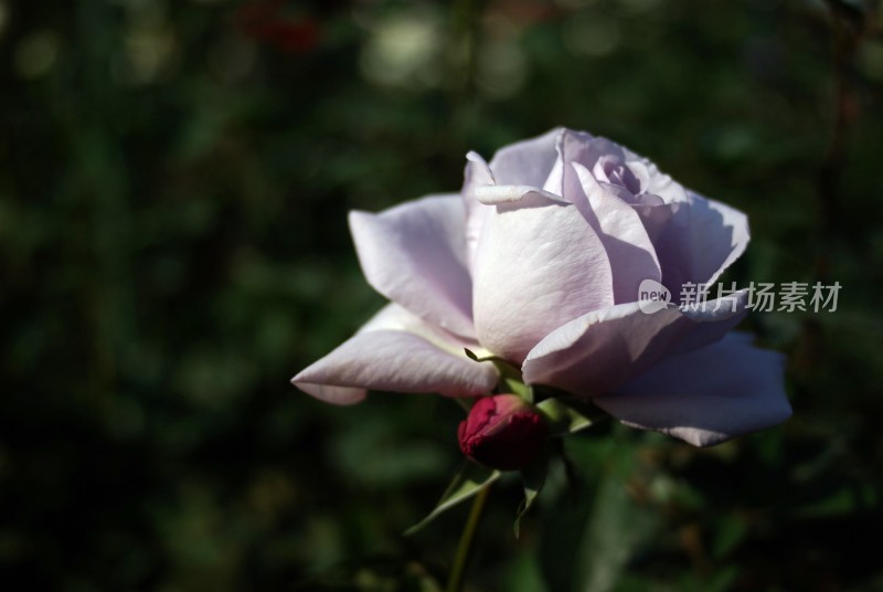 绽放的月季花特写