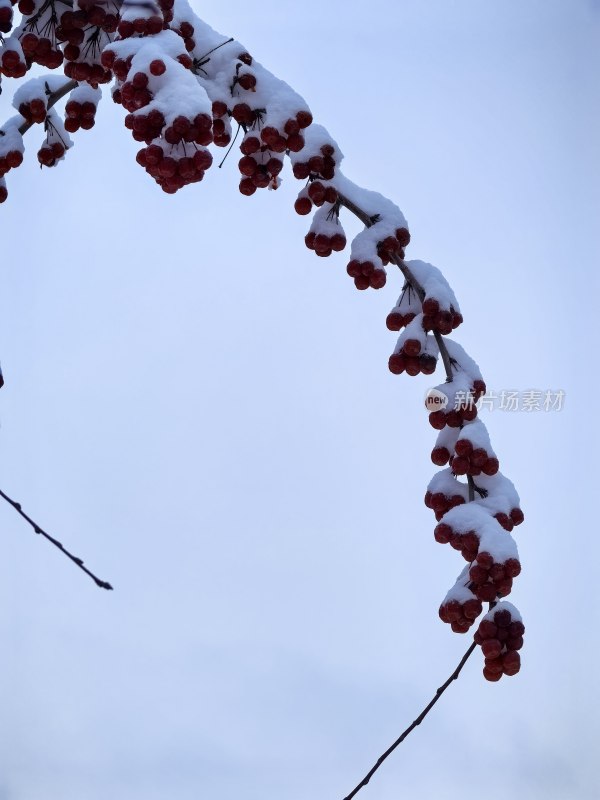 带雪红果枝 冬日独特自然景象