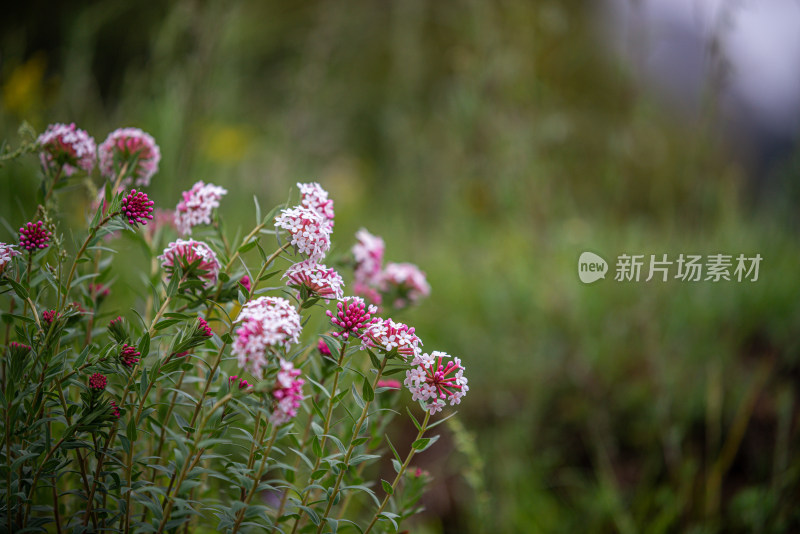 草原野花