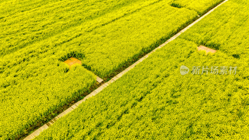 湖北武汉蔡甸消泗油菜花海里的木栈桥