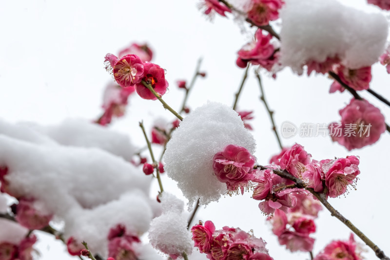 春天公园里雪中盛开的梅花