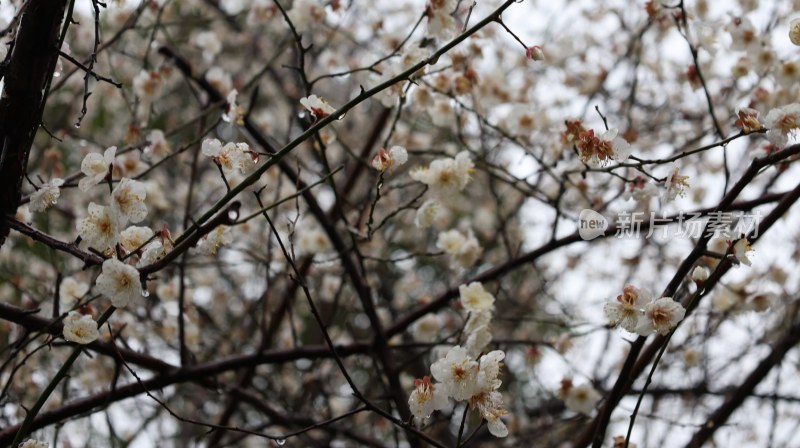 枝头盛开的白色梅花特写