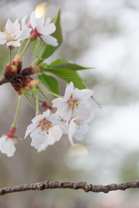 杭州钱塘江樱花大道花朵娇艳