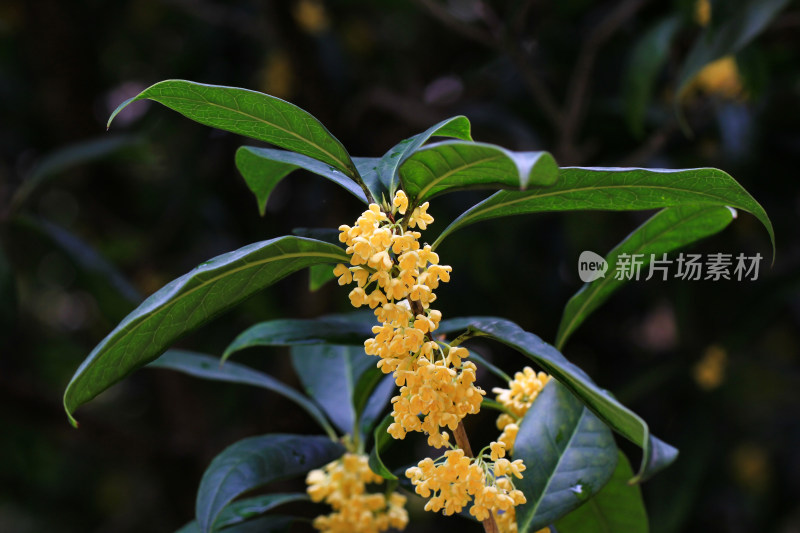 金桂花枝背景素材