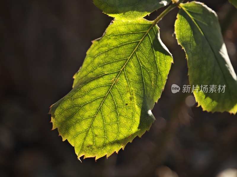 阳光下叶脉清晰的绿叶特写