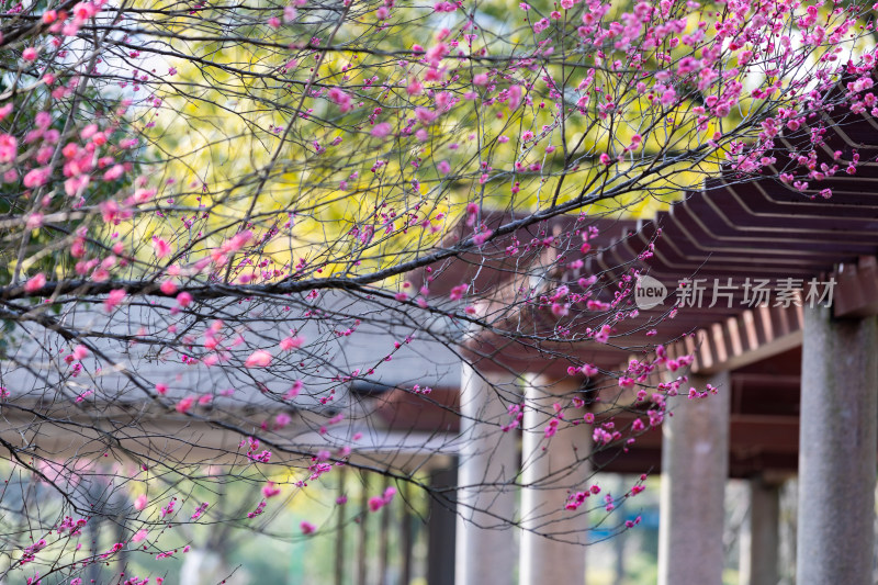 春天宁波江北日湖公园的花开了