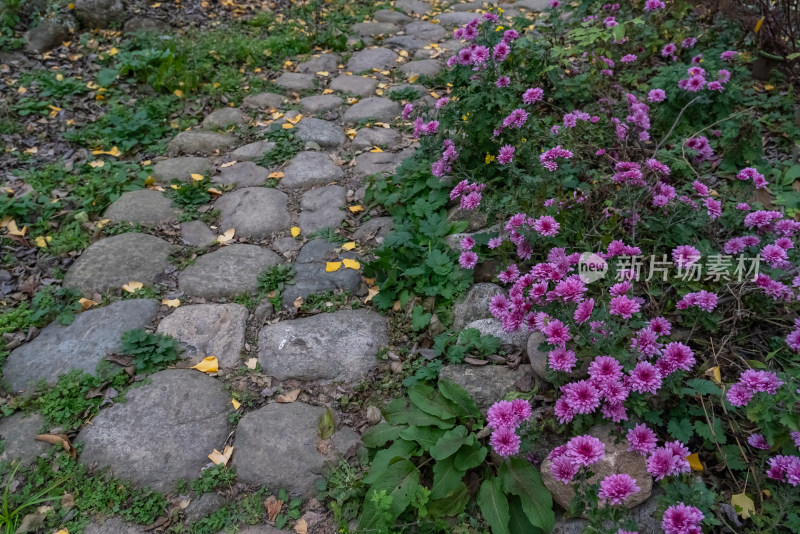 幽静的菊花石板路