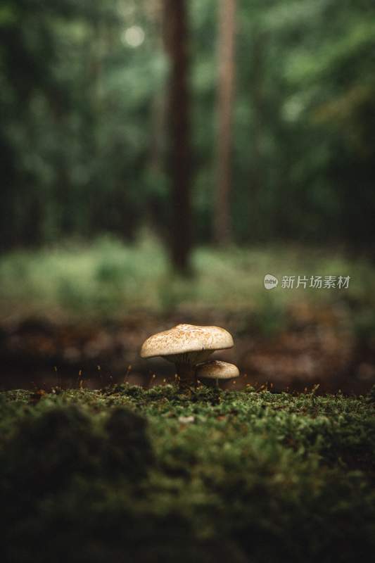 野生菌蘑菇生长环境菌类山菌