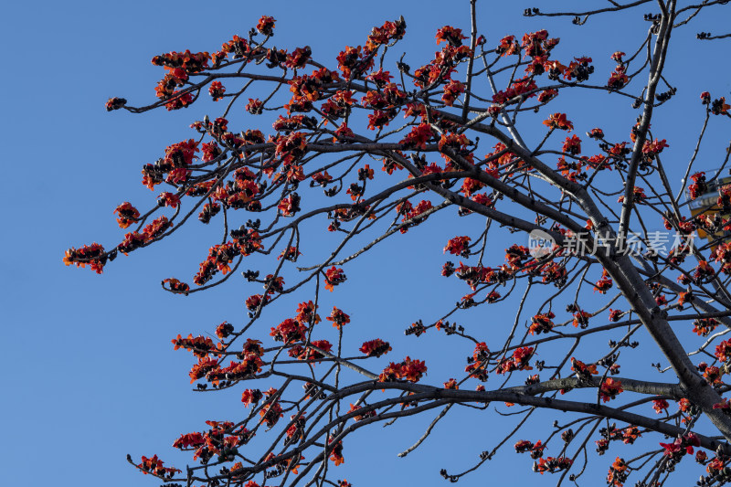 春天南粤盛开的木棉花