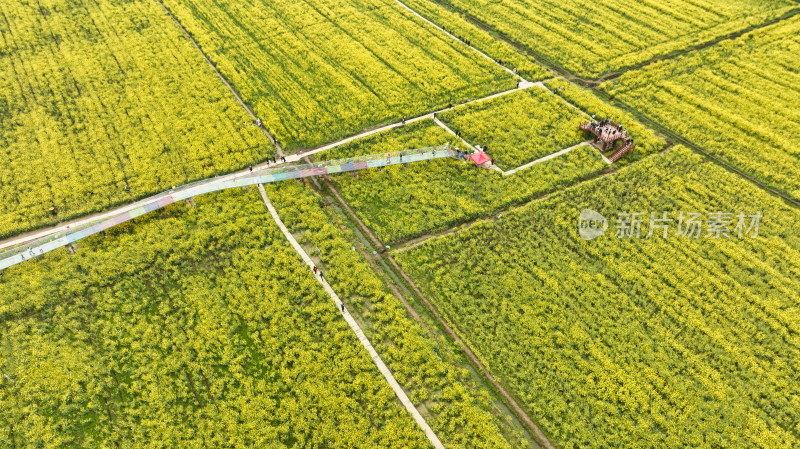 湖北武汉蔡甸消泗油菜花海航拍