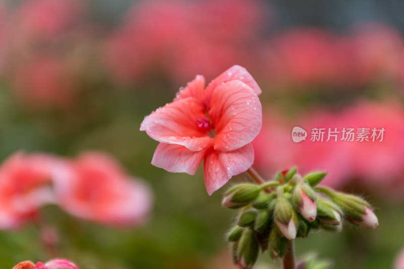 带水珠的粉色娇艳花朵