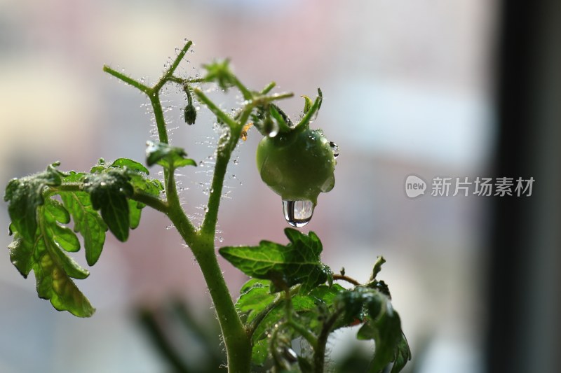 带水珠的青番茄特写