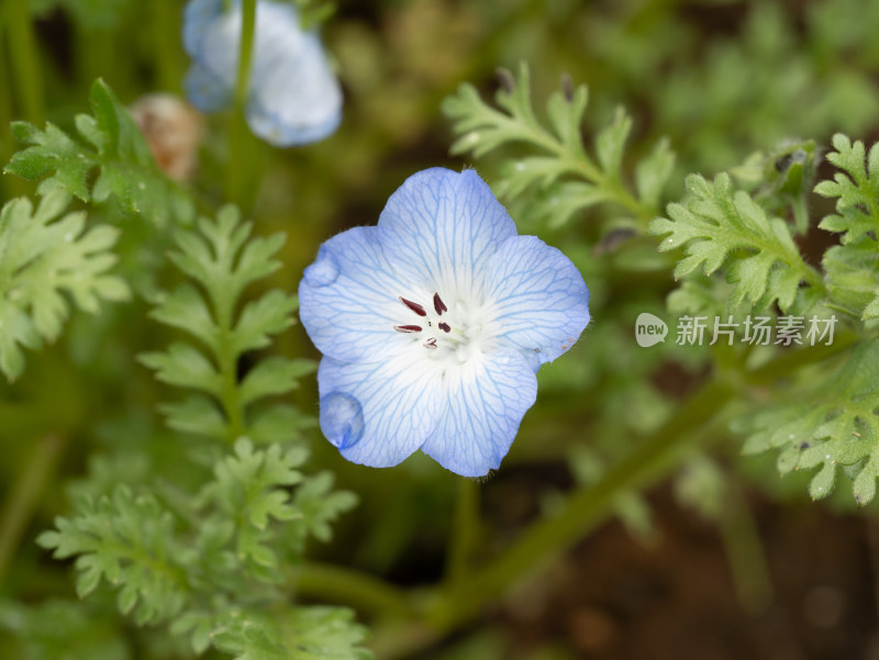 春天的粉蝶花