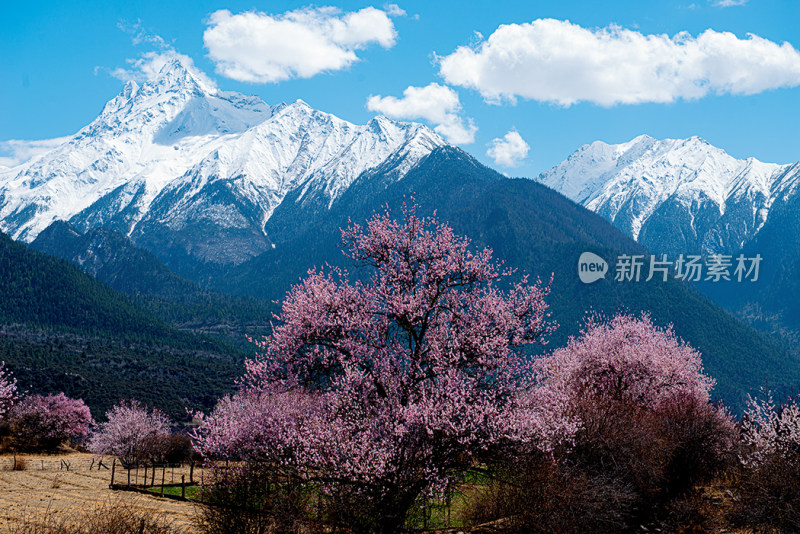 林芝雪山下的桃花