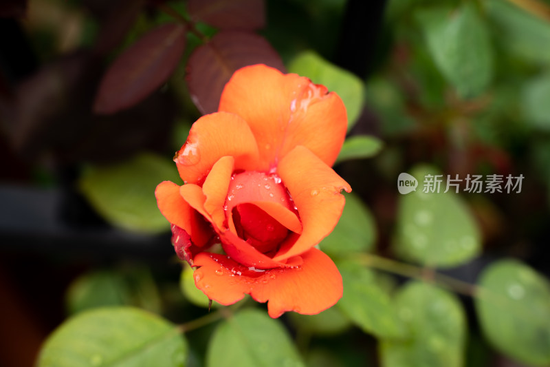 湿润的红玫瑰盛开特写