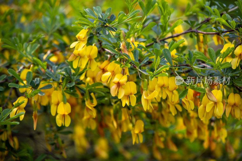 红花锦鸡儿春天黄色鲜花盛开