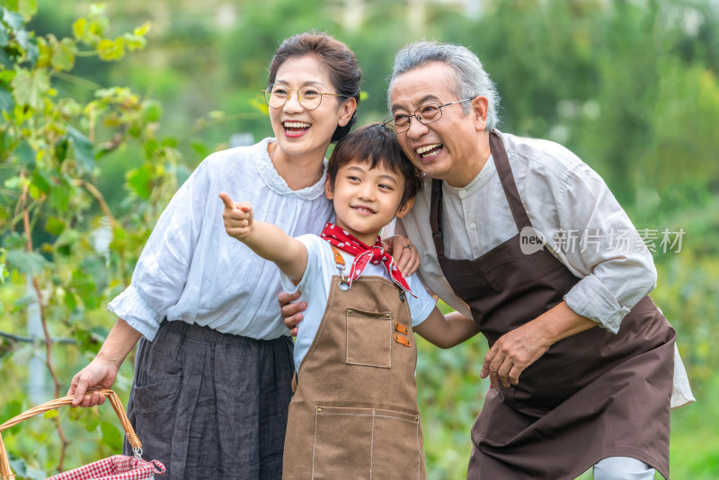 祖孙在果园采摘葡萄