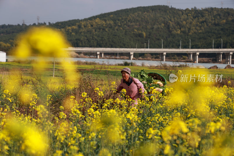 油菜花开春意浓 美丽乡村入画来