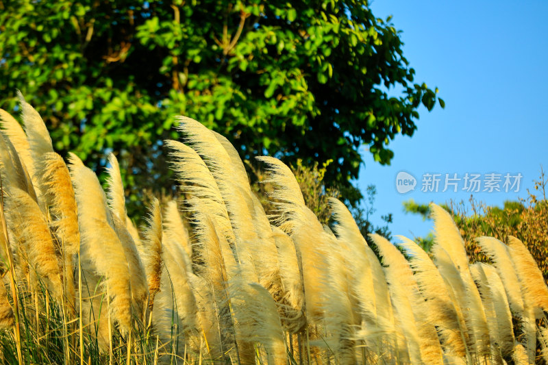 蓝天背景下的蓬松芦苇