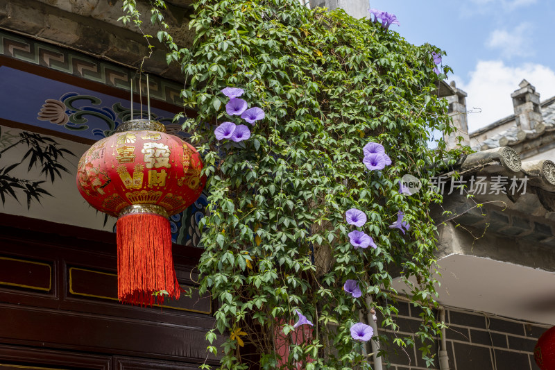 古建筑旁红灯笼与紫花相映成趣