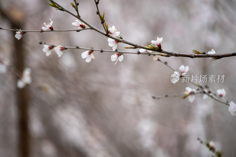 桃树桃花桃树林