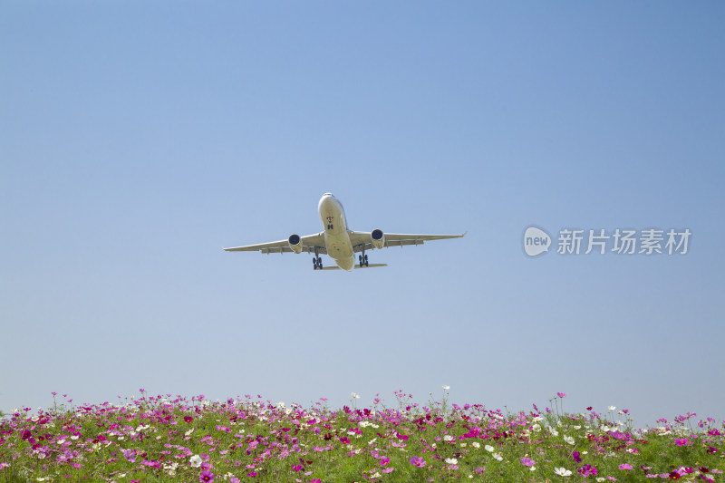 成都空港花田