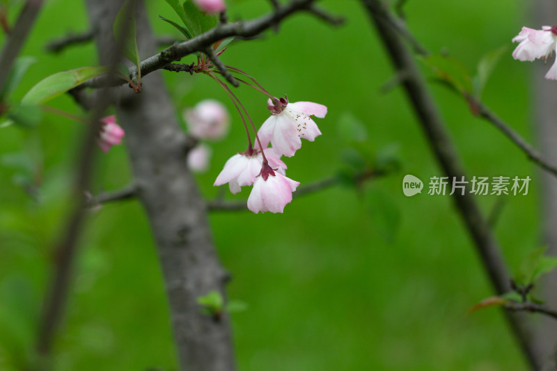 杭州花港观鱼海棠花开满枝 尽显春日生机