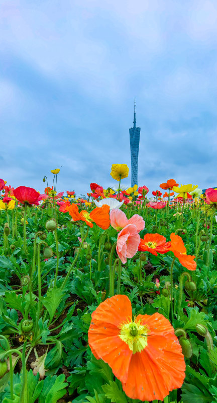 广州市宏城公园盛开的虞美人花