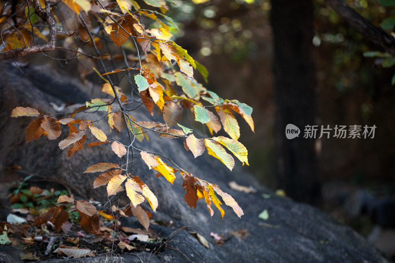 北方秋天金黄色的树叶景色