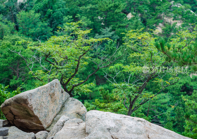 青岛崂山风景区，悬崖上生长的树木