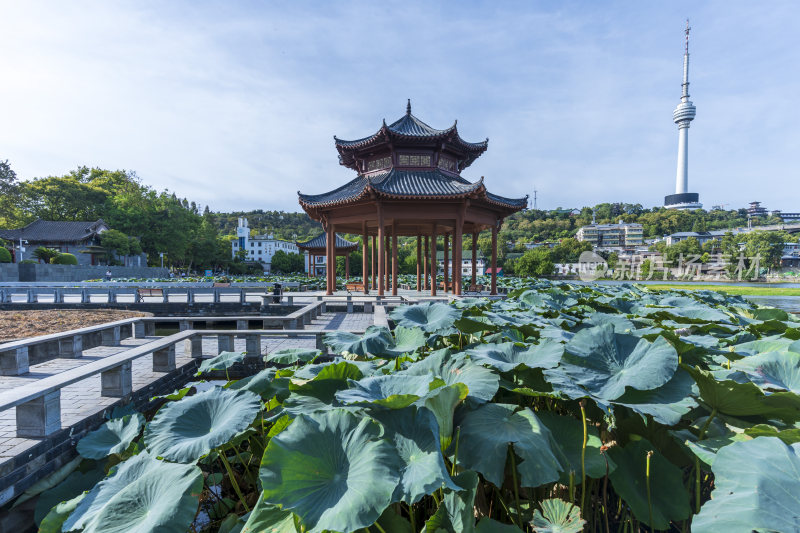 武汉汉阳莲花湖公园园林风光