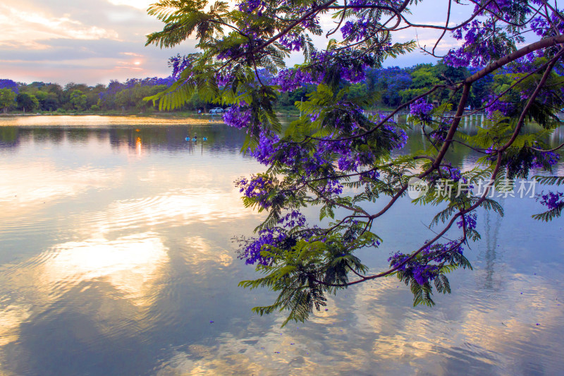 蓝花楹湖泊天空花朵春天植物风景自然户外