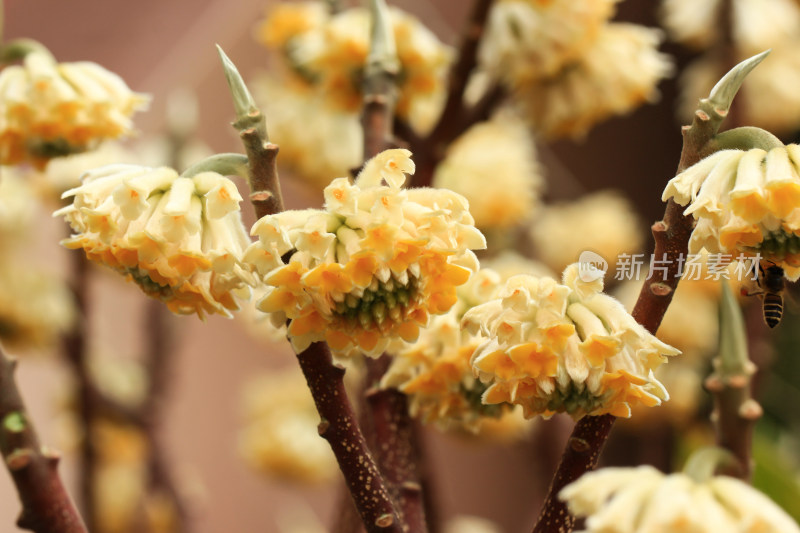 立春时节金黄的结香花盛开