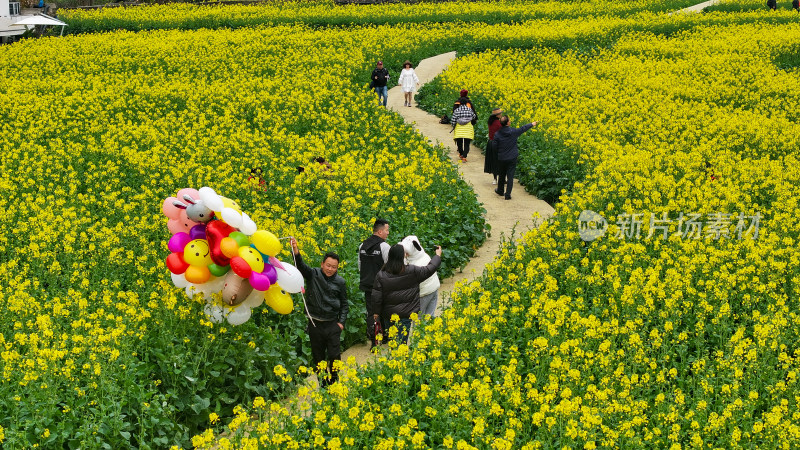 航拍油菜花盛开  美丽乡村