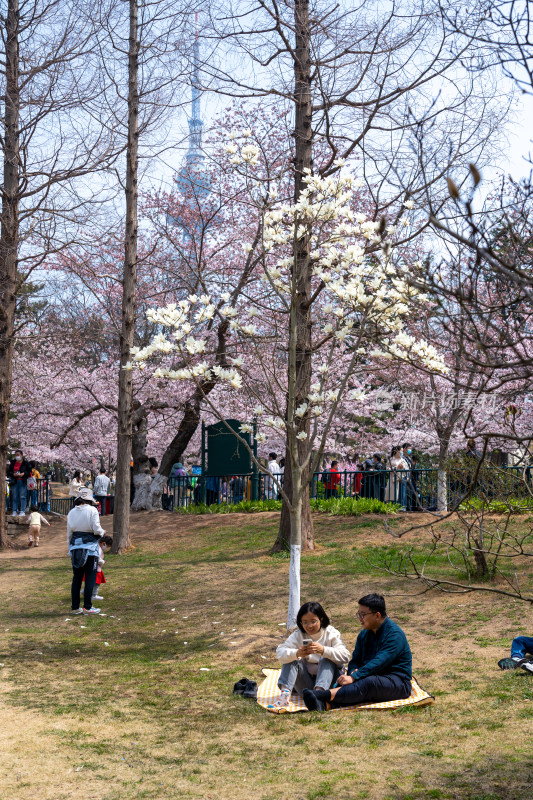 青岛中山公园樱花盛开的粉色樱花